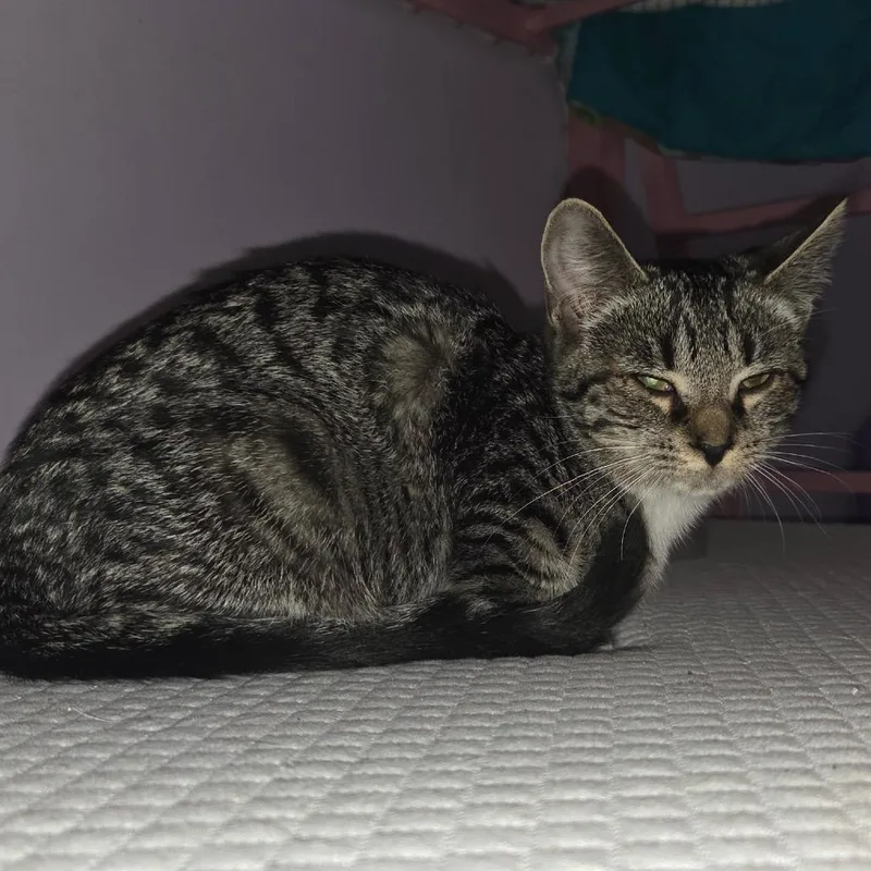 A baby small-sized male Brown / Chocolate Domestic Short Hair cat named Flounder for adoption in Granville, OH