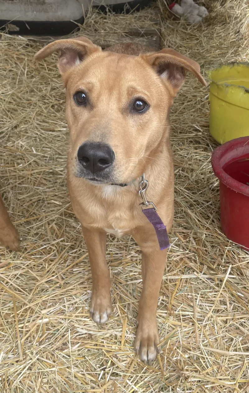 A young medium-sized male Mixed Breed dog named Bear for adoption in Billings, MT