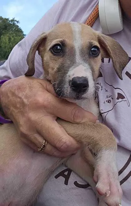 A baby large-sized male Collie dog named Danny for adoption in Morton Grove, IL