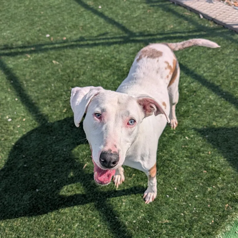 A senior medium-sized female Mixed Breed dog named Phoenix for adoption in East Smithfield , PA