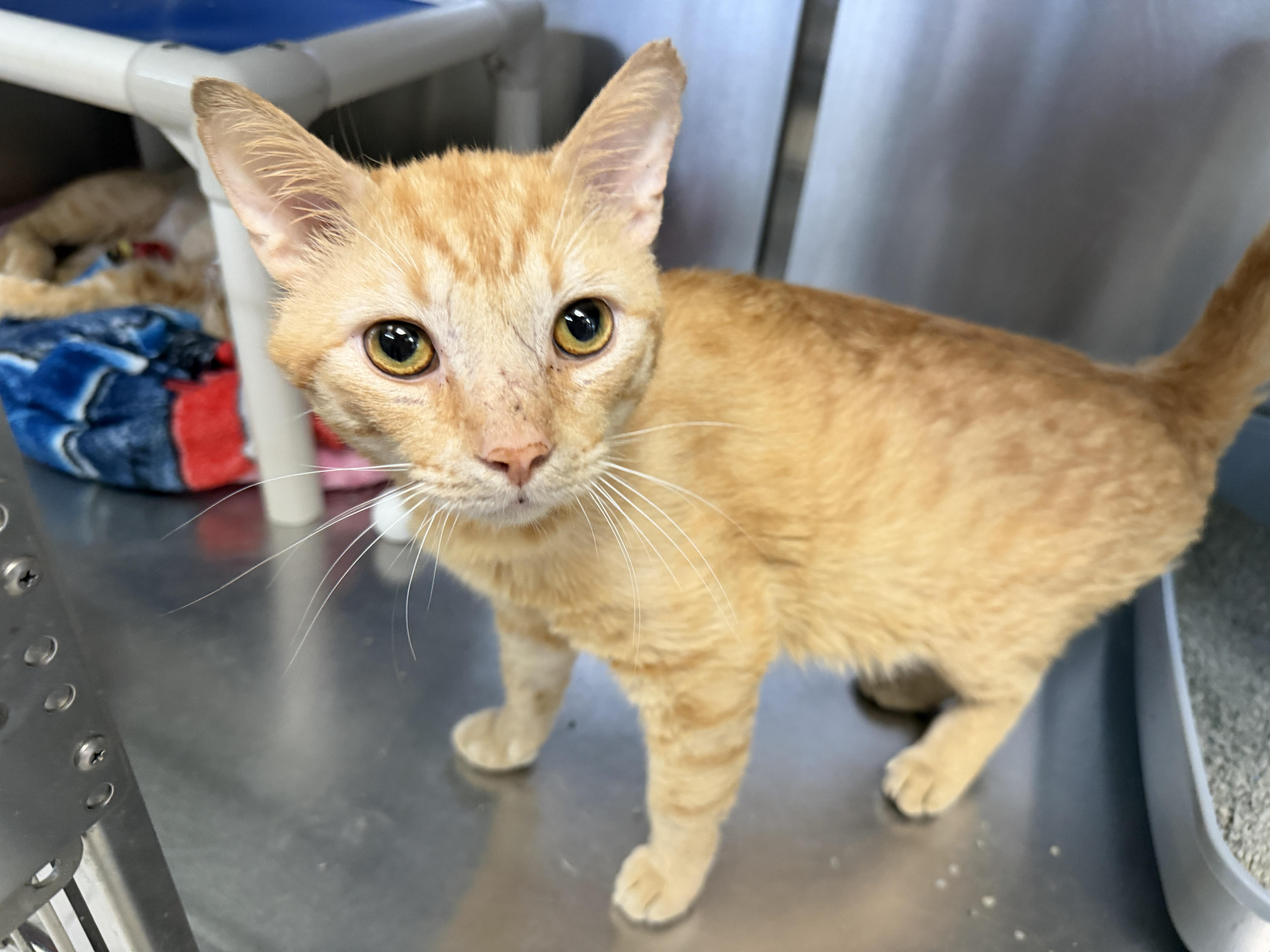 A young medium-sized male Orange / Red Domestic Short Hair cat named Mark for adoption in Wantagh, NY