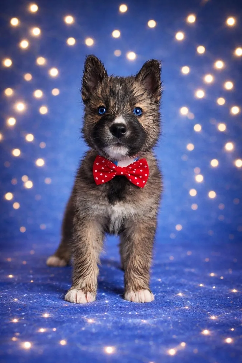 A baby medium-sized male Bicolor Akita dog named Danzig for adoption in Murrieta, CA