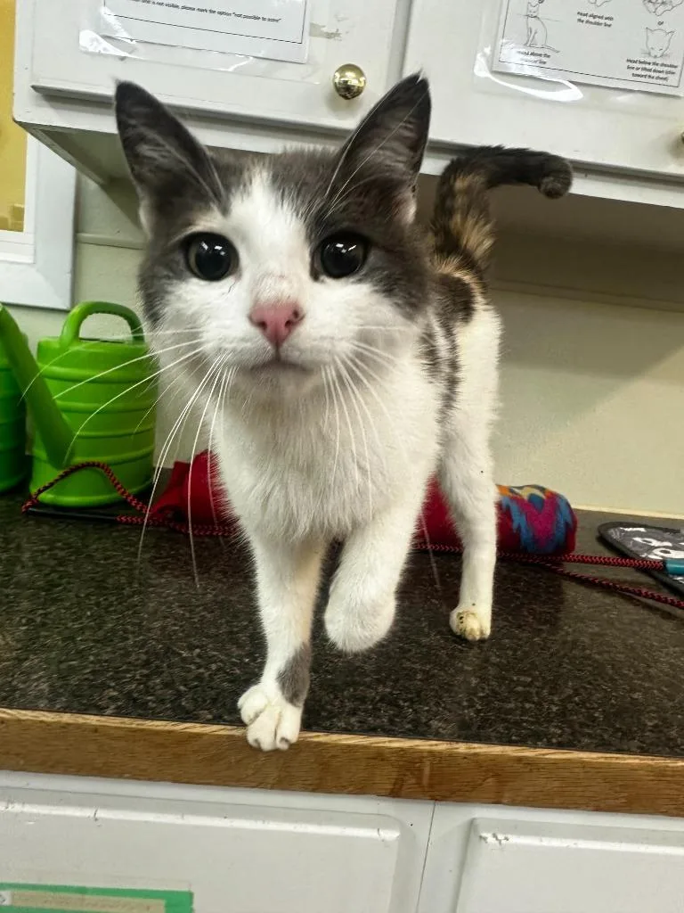 A young medium-sized female Domestic Short Hair cat named Lexie for adoption in Neosho, MO