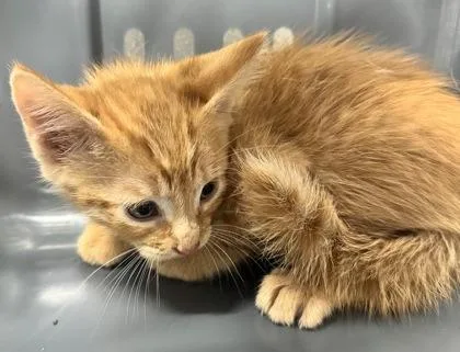 A baby small-sized male Domestic Short Hair cat named Cobble for adoption in West Chester, PA