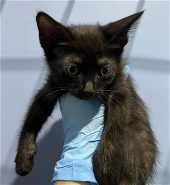 A baby small-sized female Domestic Short Hair cat named Calypso for adoption in San Bernardino, CA