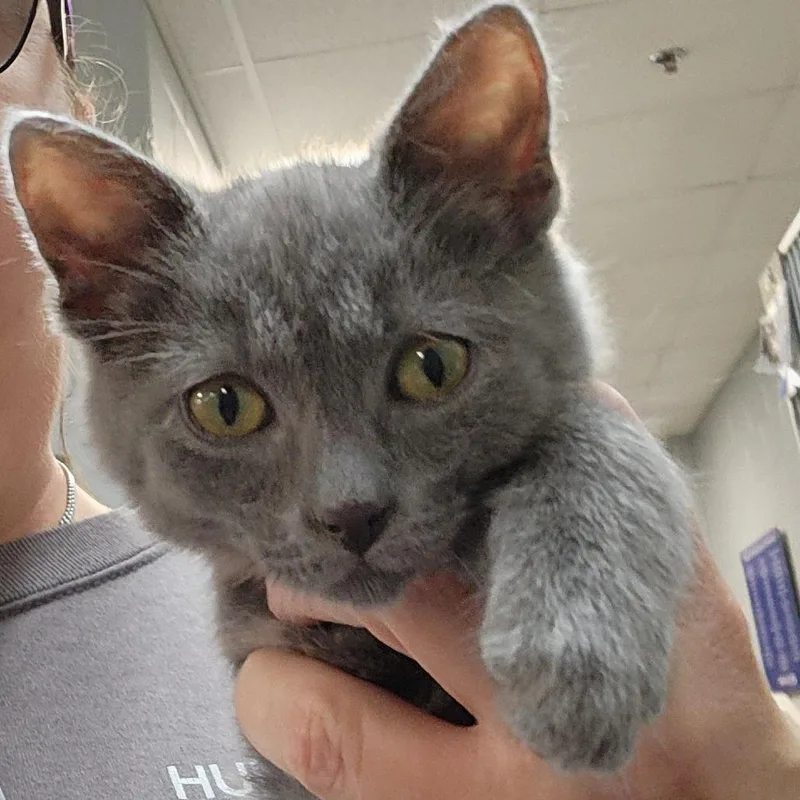 A baby small-sized male Gray / Blue / Silver Domestic Short Hair cat named Oliver for adoption in Grand Rapids, MI