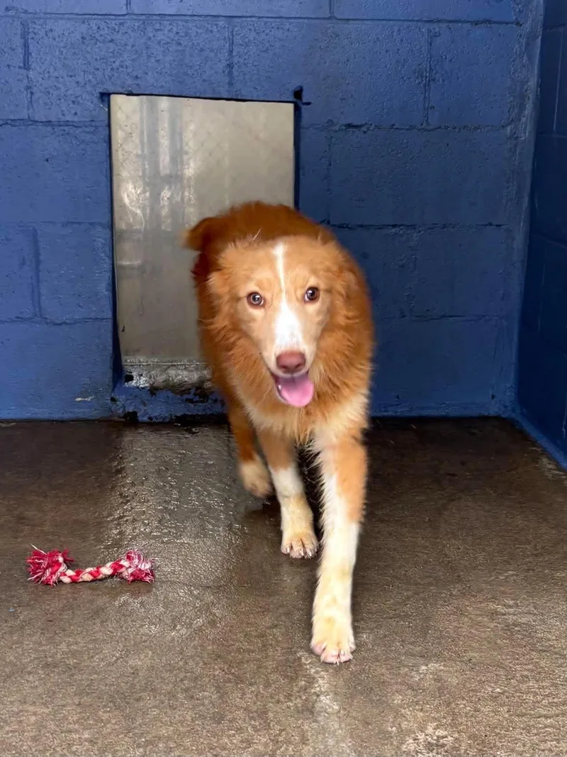 A young medium-sized female Yellow / Tan / Blond / Fawn Mixed Breed dog named Capri for adoption in Leitchfield, KY