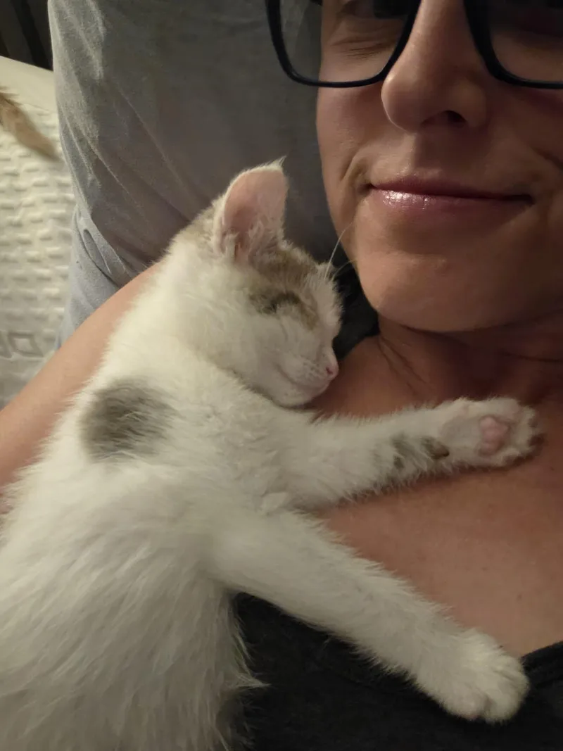 A baby small-sized female Domestic Short Hair cat named Rainbow for adoption in Milwaukee, WI