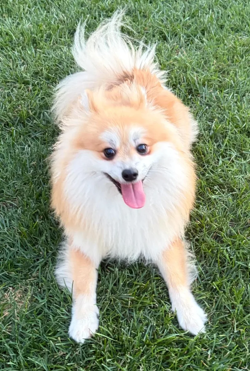 A young medium-sized male Pomeranian dog named Mowgli for adoption in merrillville, IN