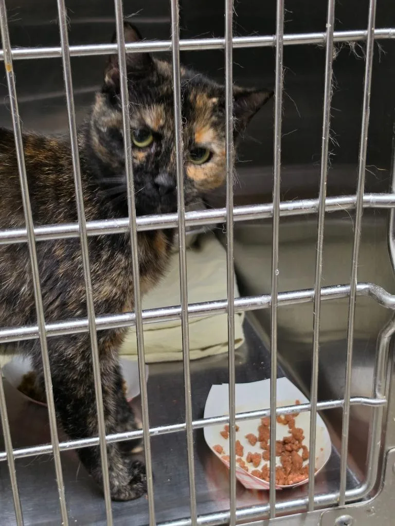 A young medium-sized female Domestic Short Hair cat named Pepper for adoption in Rome, GA