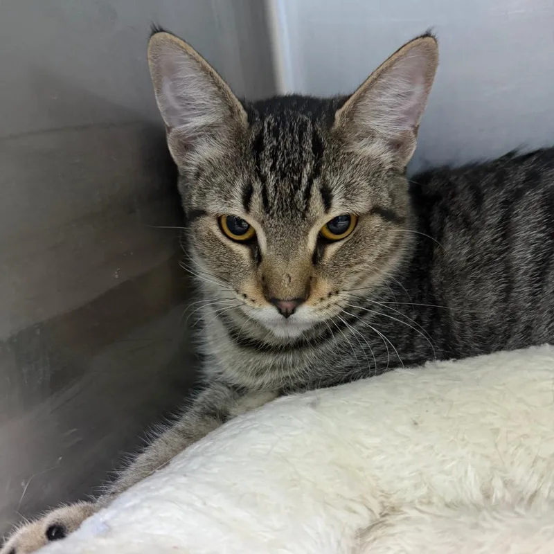A baby small-sized female Brown / Chocolate Domestic Short Hair cat named Daphne for adoption in Casa Grande, AZ