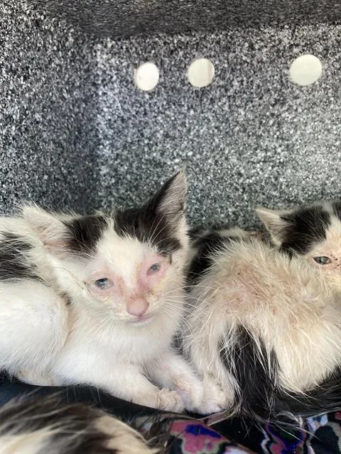 A baby small-sized female Domestic Short Hair cat named Kat for adoption in Dallas, TX
