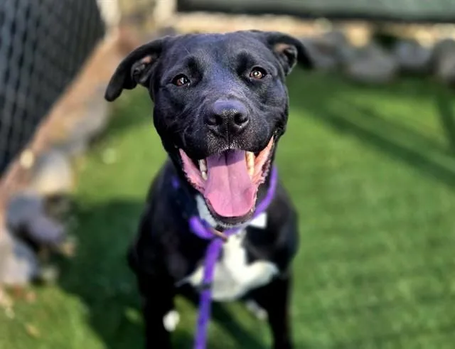 A young large-sized female Labrador Retriever dog named Macy for adoption in Phoenix, AZ
