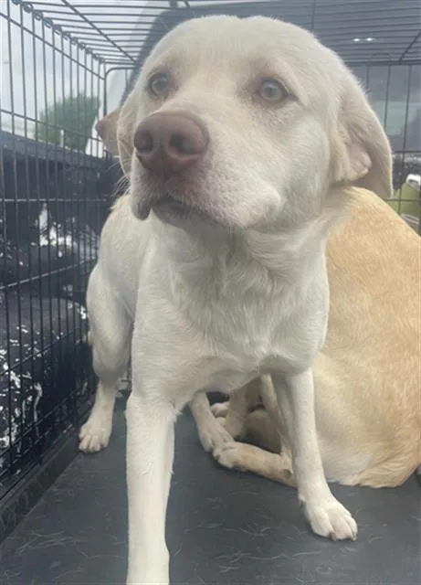 A young large-sized male Mixed Breed dog named Squirtle for adoption in Dallas, TX