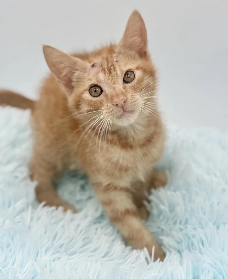 A baby medium-sized male Orange / Red Domestic Short Hair cat named Skully for adoption in Covington, LA