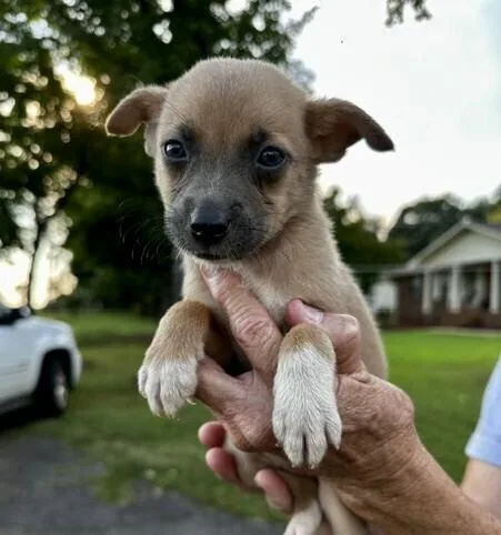 Baby Reba