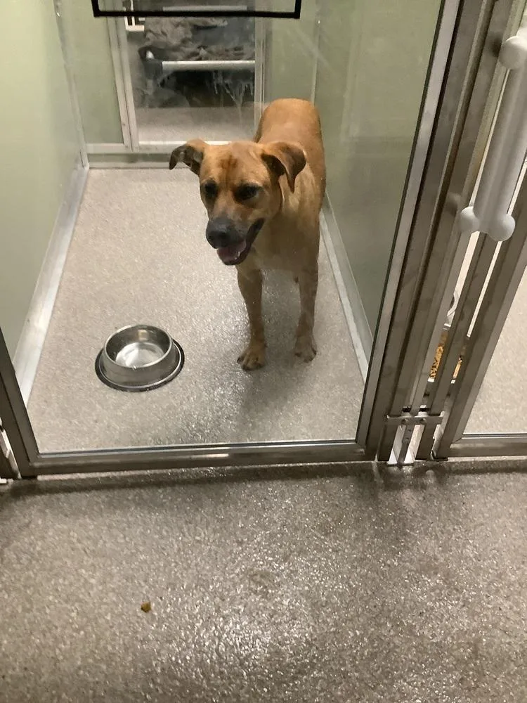 A young small-sized female Pit Bull Terrier dog named Eve for adoption in Innsbrook, MO