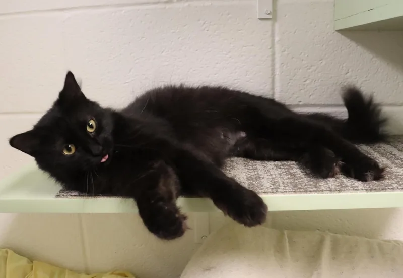 An adult medium-sized female Black Domestic Medium Hair cat named Simone for adoption in Euclid, OH