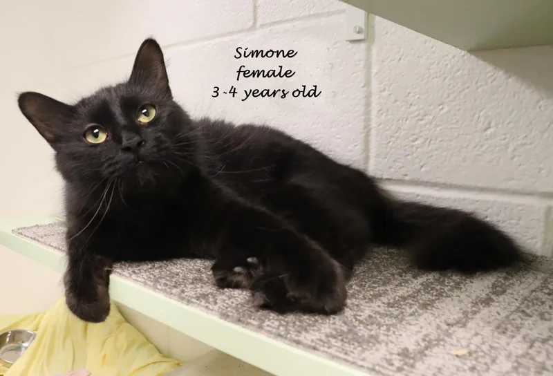 Simone thumbnail 3