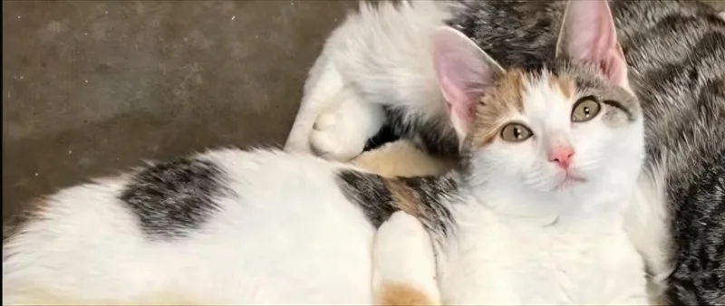 A young medium-sized female Calico cat named Dory for adoption in Evansville, IN