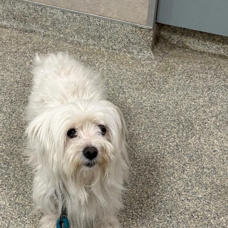 An adult small-sized female White / Cream Mixed Breed dog named Precious Baby Angel for adoption in Jacksonville, FL