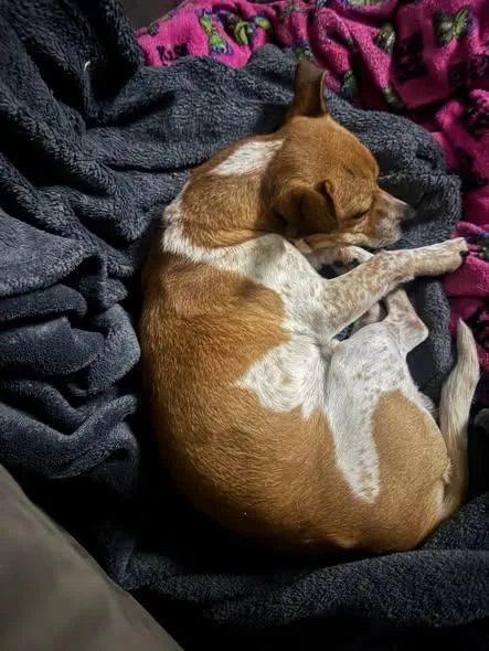 An adult small-sized male Sable Chihuahua dog named Poppy for adoption in Matthews, NC
