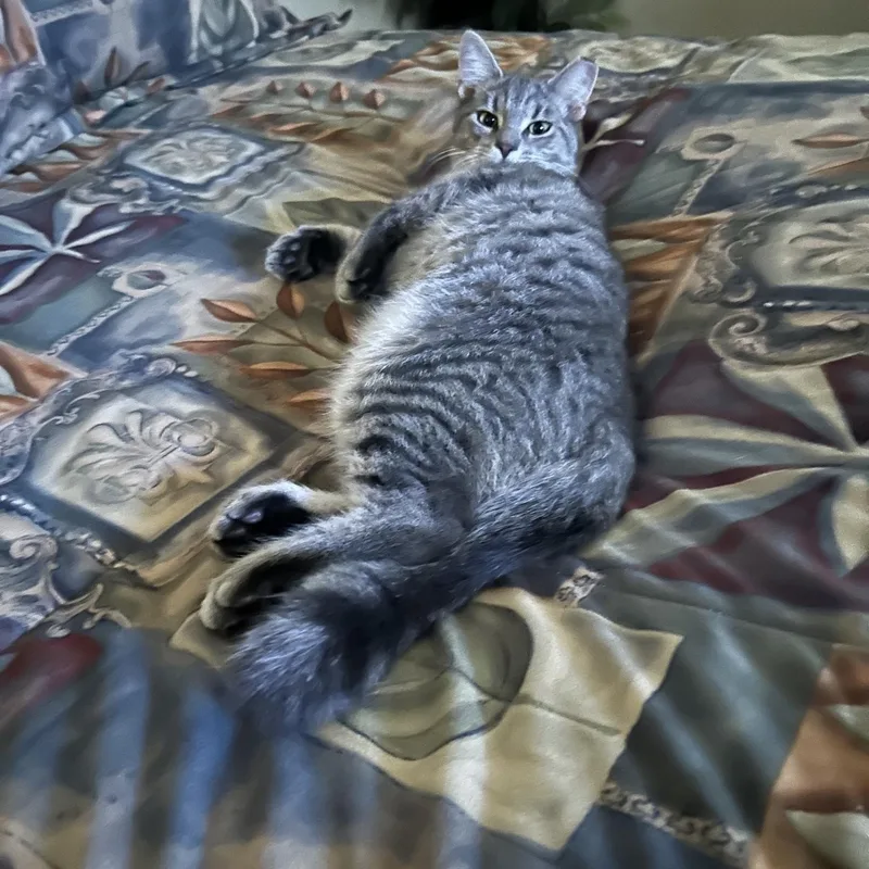 A young medium-sized male Tabby (Gray / Blue / Silver) Domestic Short Hair cat named Tigger for adoption in Findlay, OH