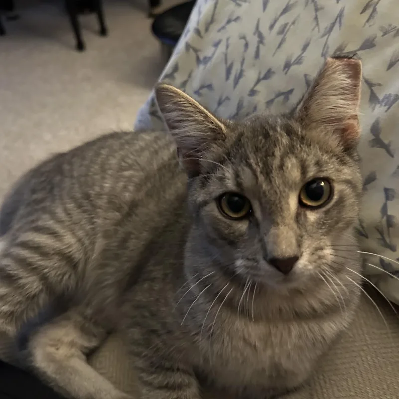 Tigger thumbnail 2
