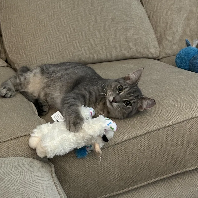 Tigger thumbnail 3