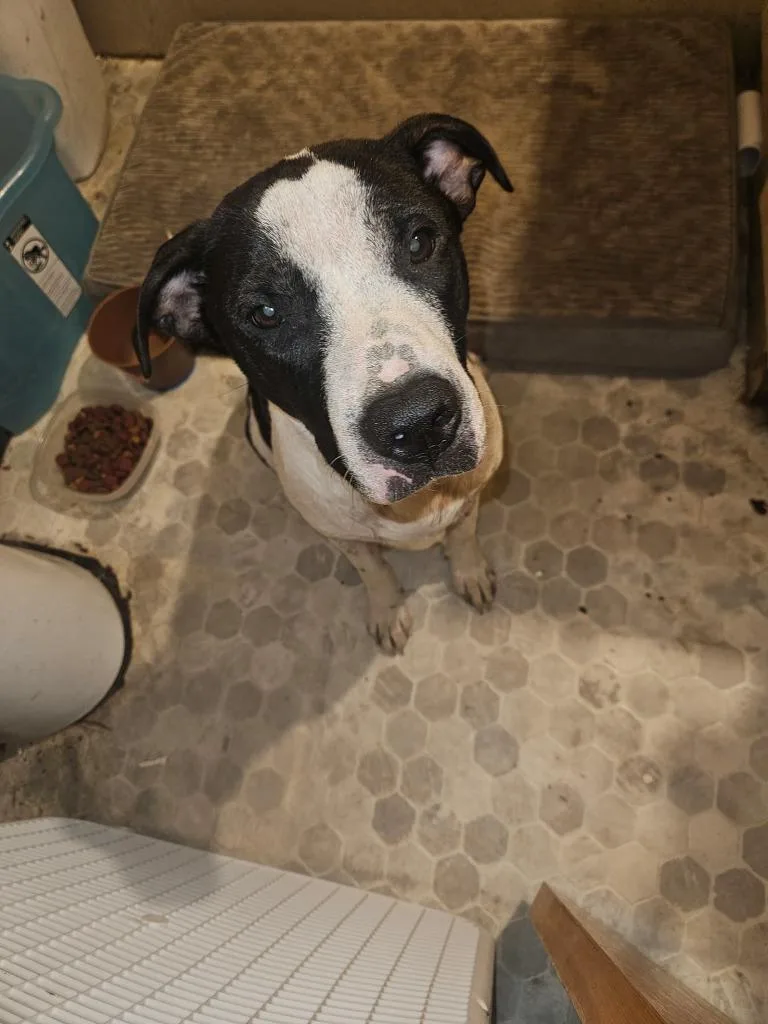 A young large-sized female Terrier dog named Ruby for adoption in Centralia, IL