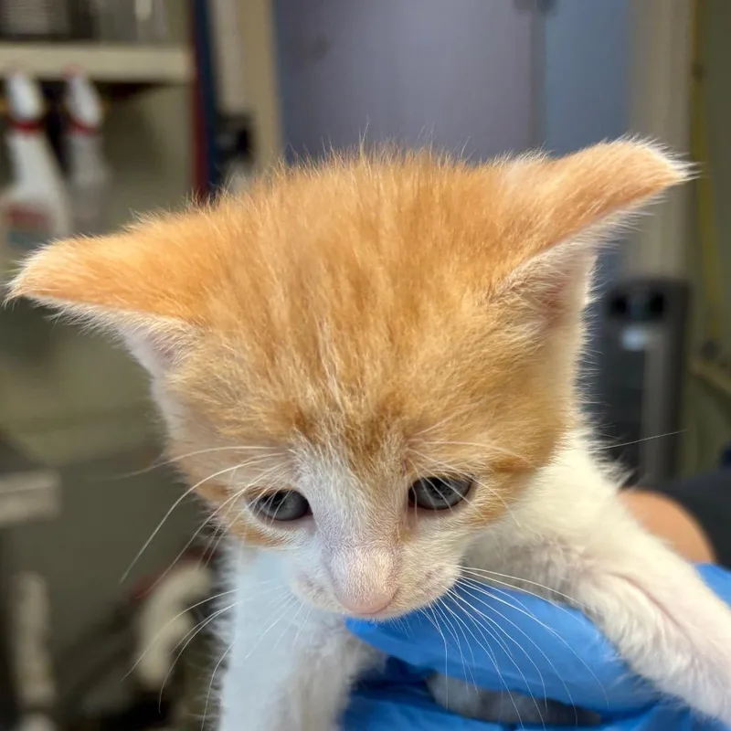 A baby small-sized male Orange / Red Domestic Short Hair cat named Tiger for adoption in Mount Juliet, TN