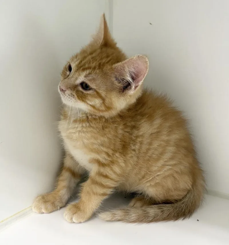 A baby small-sized male Tabby (Orange / Red) Domestic Short Hair cat named Jake for adoption in Rochester, IN