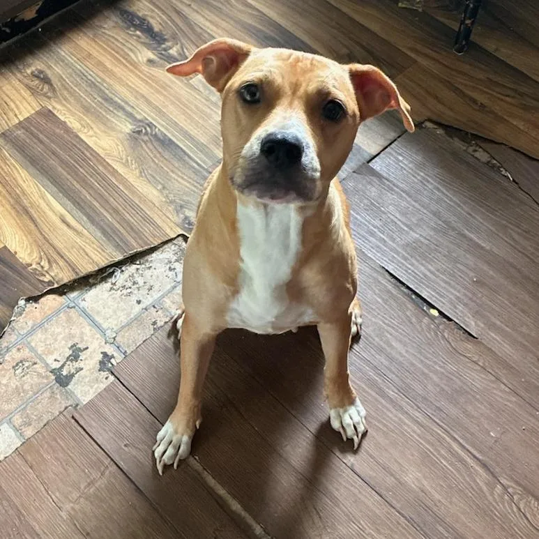 An adult medium-sized female Brown / Chocolate Pit Bull Terrier dog named Pinky for adoption in East Saint Louis, IL