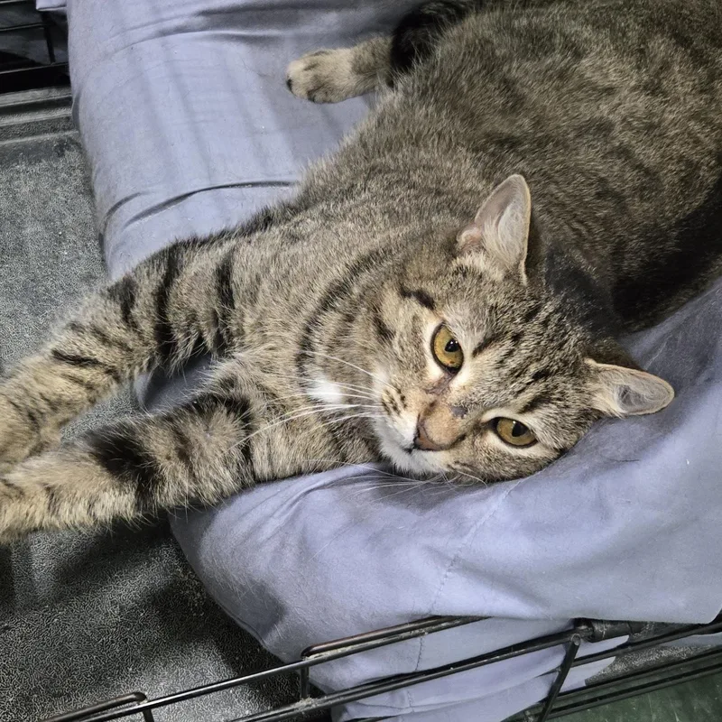 An adult medium-sized female Tabby (Brown / Chocolate) Domestic Short Hair cat named Drizzilicious for adoption in Mokena, IL