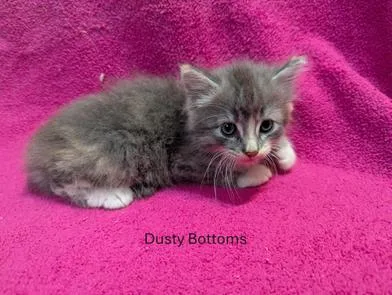 Dusty Bottoms thumbnail 6