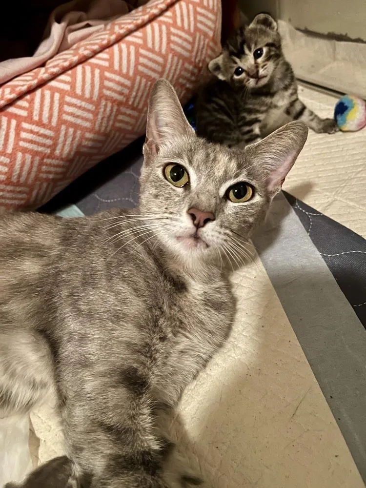 An adult medium-sized female Gray / Blue / Silver Domestic Short Hair cat named Miss Cleo for adoption in Orlando, FL