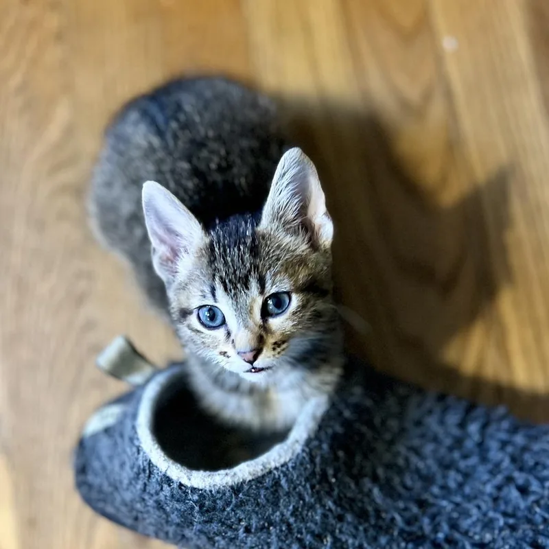 A baby small-sized male Brown / Chocolate Domestic Short Hair cat named Colonel Mustard for adoption in St. Paul, MN