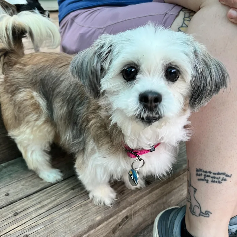 An adult small-sized female Shih Tzu dog named Tara for adoption in Bowdoin, ME