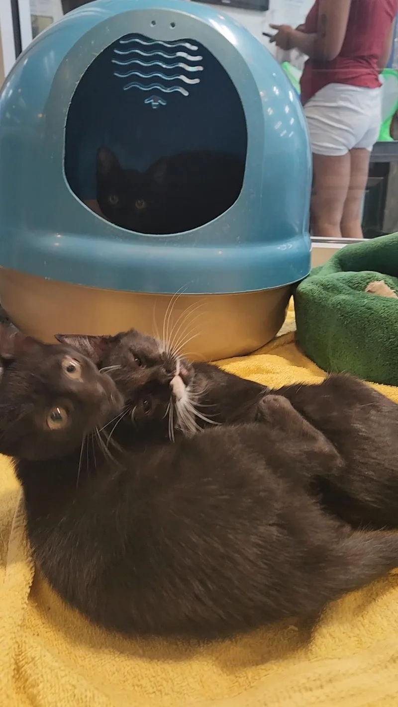 A baby medium-sized male White Domestic Short Hair cat named Cookie Monster for adoption in Charleston, SC