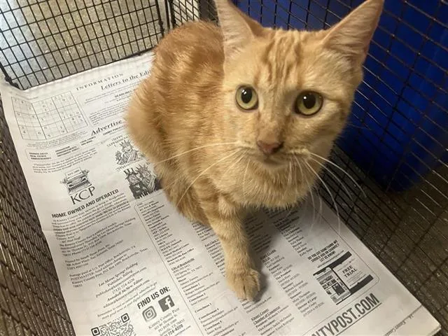A young small-sized female Domestic Short Hair cat named Goldbear for adoption in San Antonio, TX