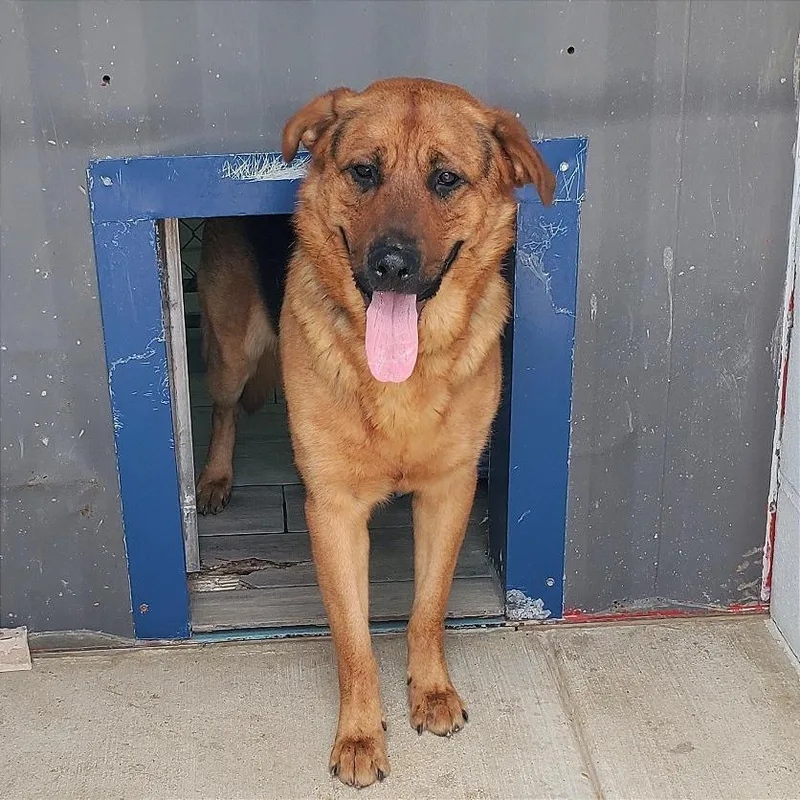 An adult large-sized male Yellow / Tan / Blond / Fawn German Shepherd Dog dog named Shepherd Book for adoption in Denison, TX