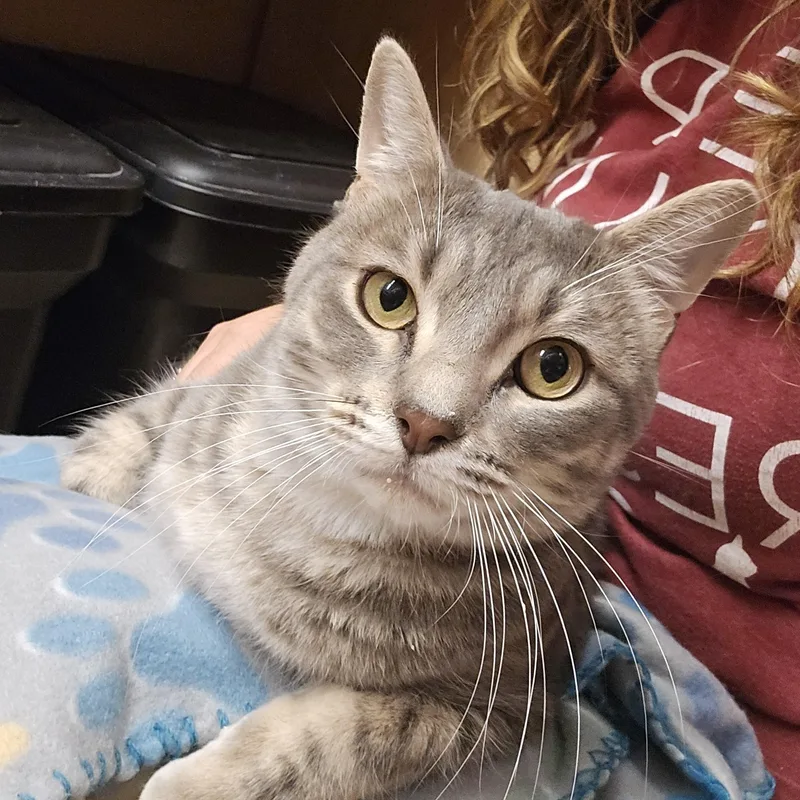 An adult medium-sized male Gray & White Tabby cat named Stormy for adoption in Warr Acres, OK