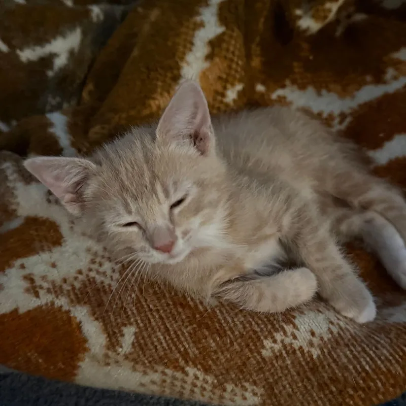 A baby small-sized male Domestic Short Hair cat named Matt for adoption in San Diego, CA