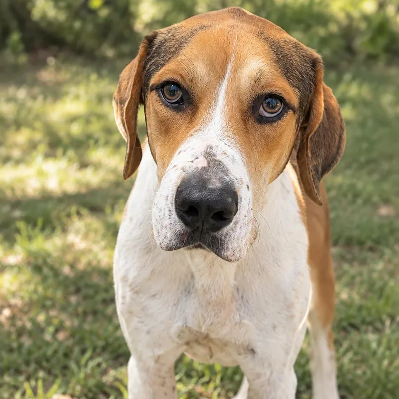 A young large-sized male White / Cream Coonhound dog named Prince Charming for adoption in Buchanan Dam, TX