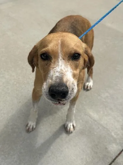 An adult medium-sized female Hound dog named Lolo for adoption in King William, VA