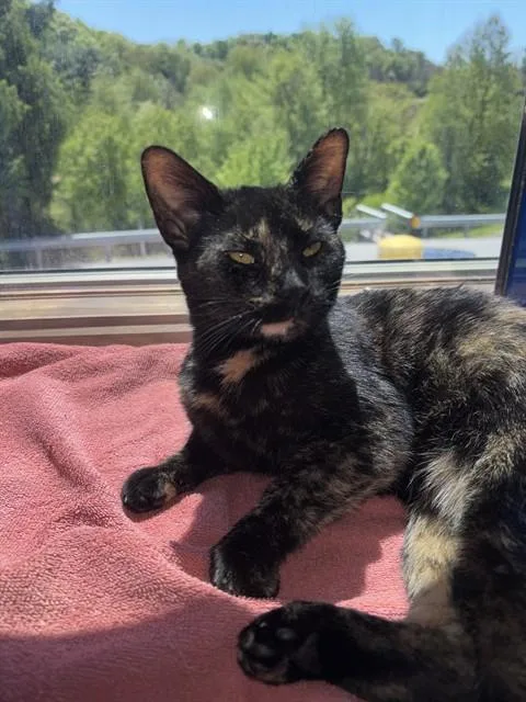 An adult small-sized female Domestic Short Hair cat named Sooty for adoption in Westminster, MD