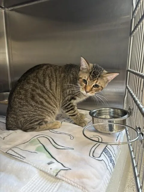 An adult medium-sized male Tabby (Tiger Striped) Domestic Short Hair cat named King Louie for adoption in Providence Forge, VA