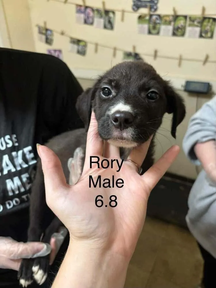 A baby medium-sized male Boxer dog named Johnson Rs : Rory for adoption in Aurora, IN