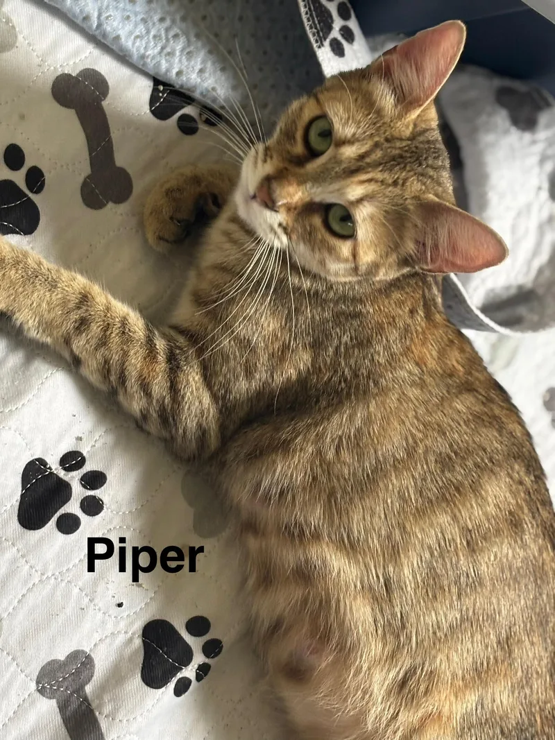 A young medium-sized female Domestic Short Hair cat named Piper for adoption in Ephrata, WA