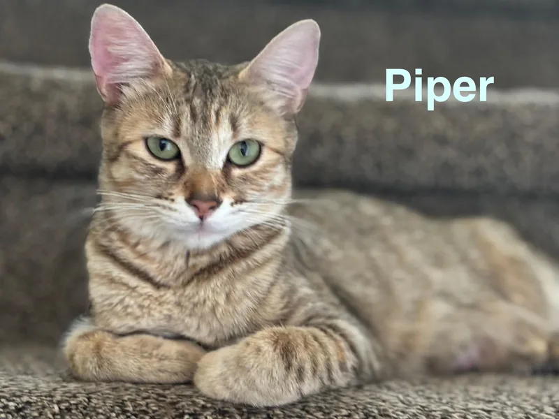 Piper thumbnail 2